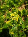 青菜
