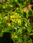 青菜