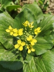 青菜花