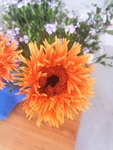 非洲菊