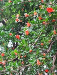 石榴花