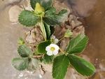 草莓秧