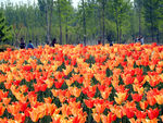 郁金香花海