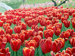 郁金香花海