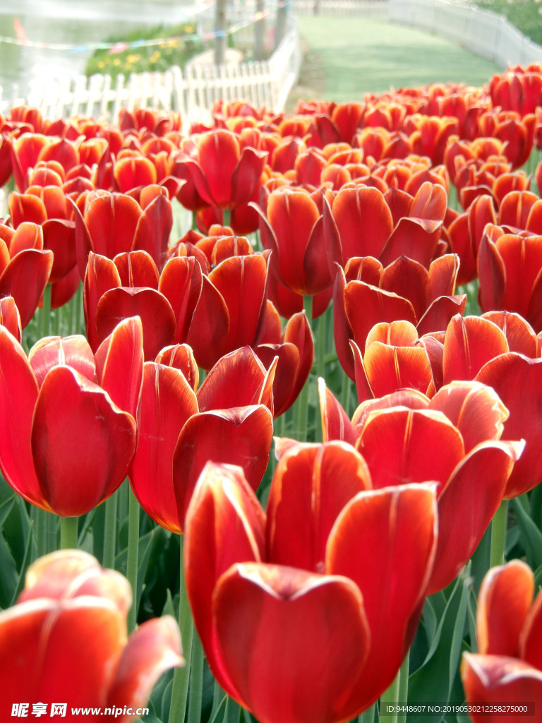 郁金香花海