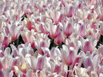 郁金香花海