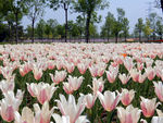 郁金香花海
