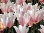 郁金香花海
