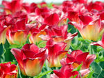 郁金香花海