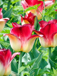 郁金香花海