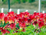郁金香花海