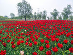 郁金香花海