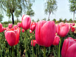 郁金香花海