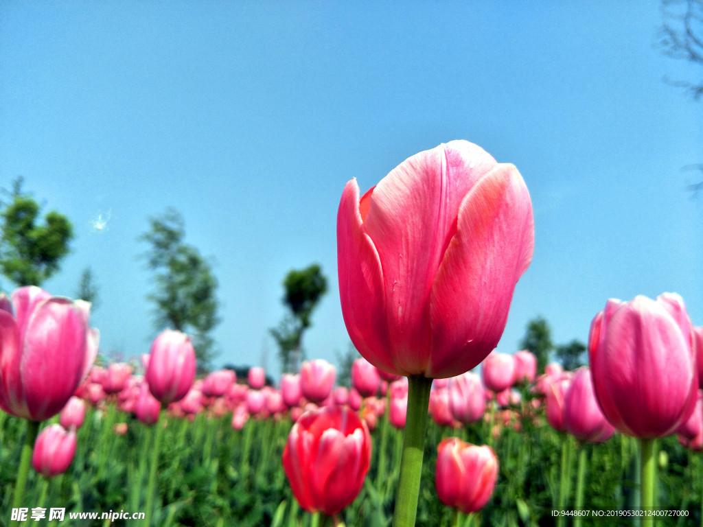 郁金香花海