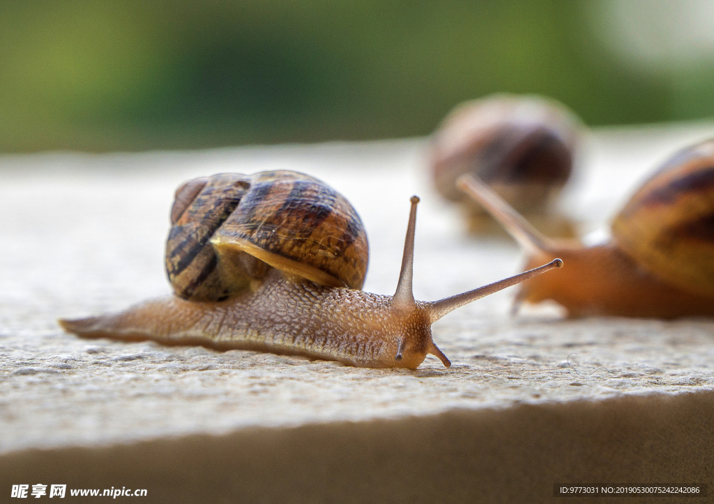 蜗牛