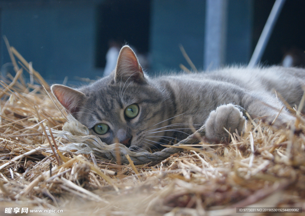 猫咪