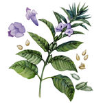 小植物