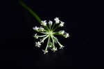 铜钱草开花