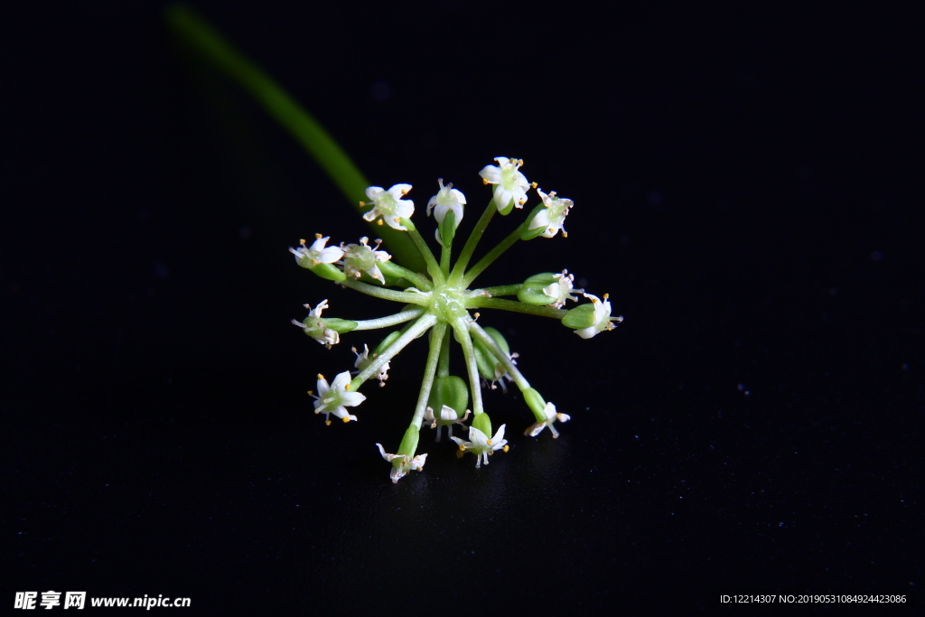 铜钱草开花