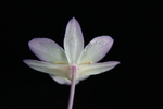 不死草花