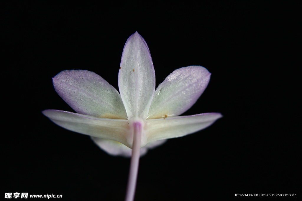 不死草花