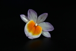 金钗花