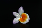 还魂草花