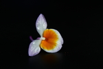 石斛花
