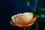 橘红色玫瑰花