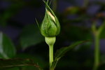 玫瑰花花苞