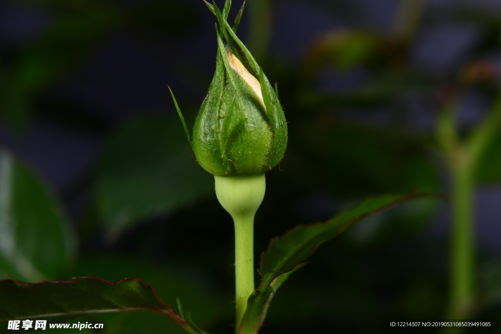 玫瑰花花苞