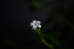 六月雪开花