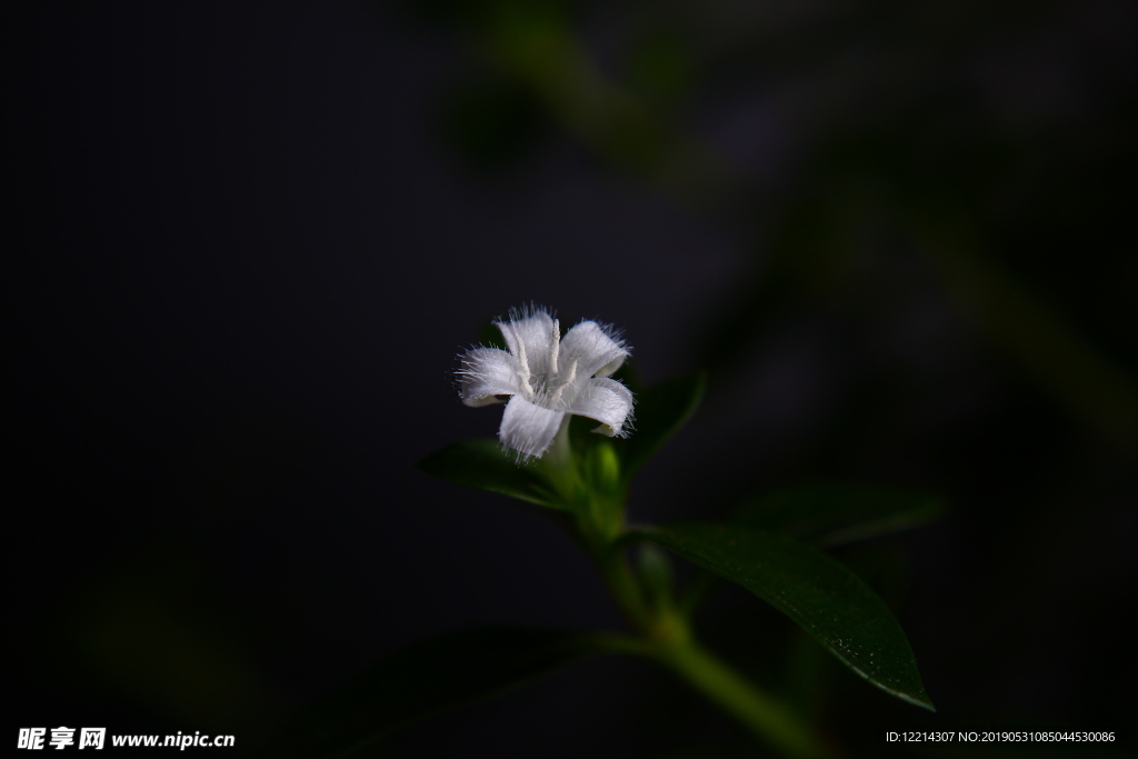 六月雪开花