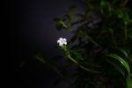 六月雪