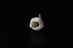 蓝莓花