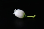 蓝莓花