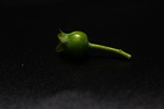 蓝莓
