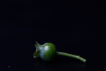 绿色蓝莓