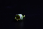未熟透的蓝莓