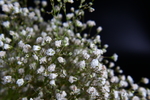 微距花卉