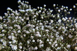 白色小花