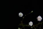 微距花卉