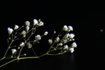 白色花卉