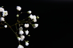 圆锥石头花