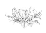 手绘线描花卉  金银花 植物