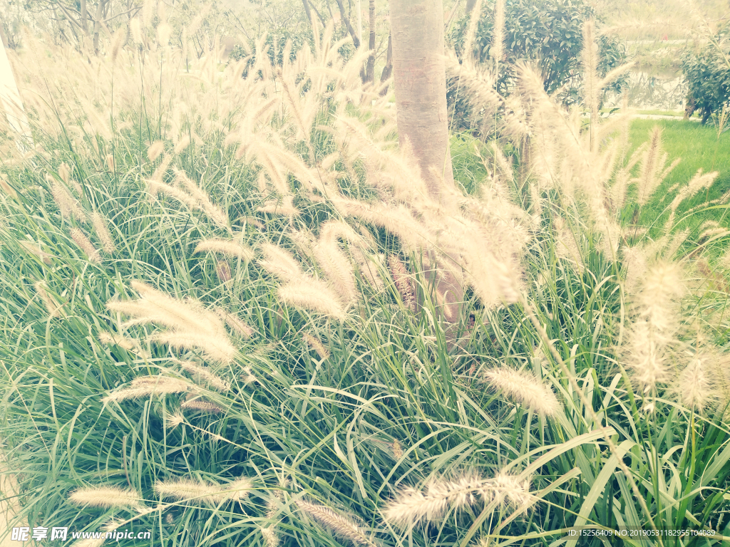 芦苇