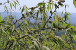 山毛桃