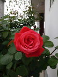 月季花