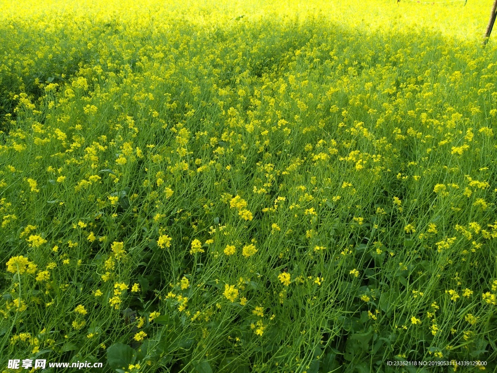 油菜花