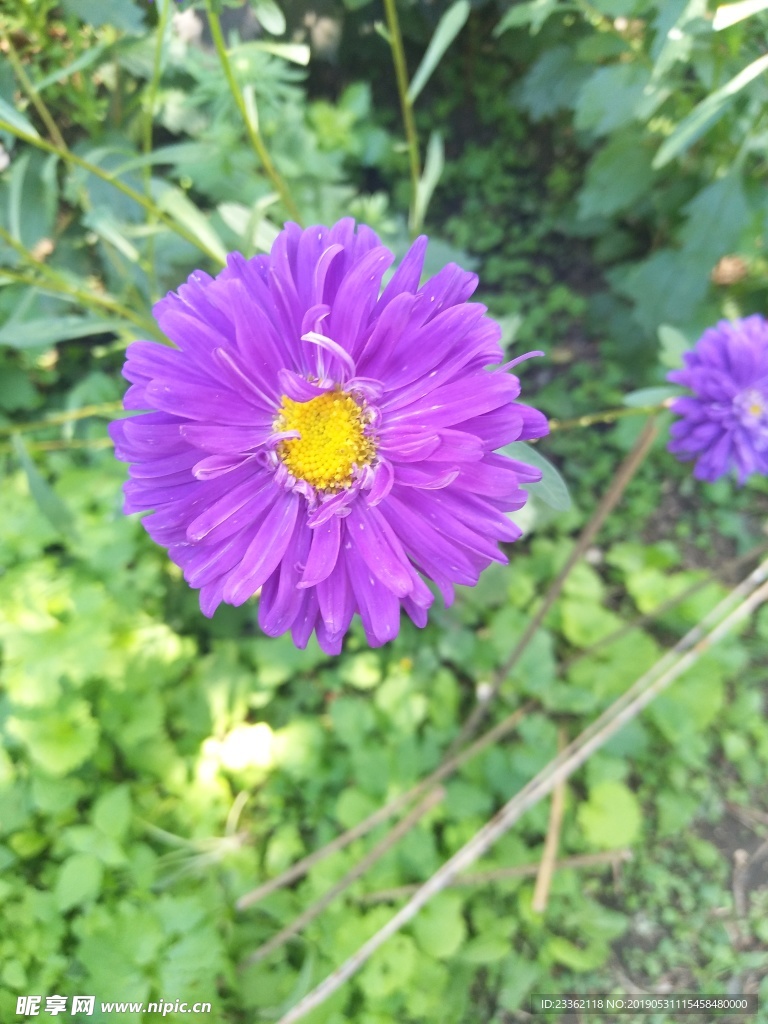 紫色小花